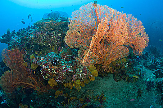 深潜,顶峰,斯米兰群岛国家公园,北方,普吉岛,泰国