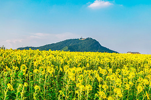 花海花田向日葵