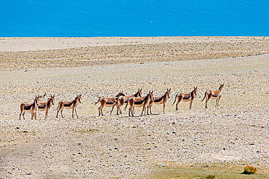 西藏无人区的野生动物藏羚羊藏野驴