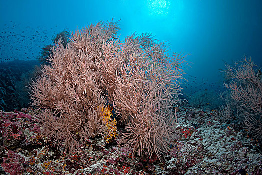 珊瑚礁,黑色,珊瑚,环礁,马尔代夫,亚洲