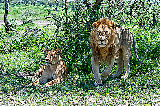 狮子,荫凉,坦桑尼亚,非洲