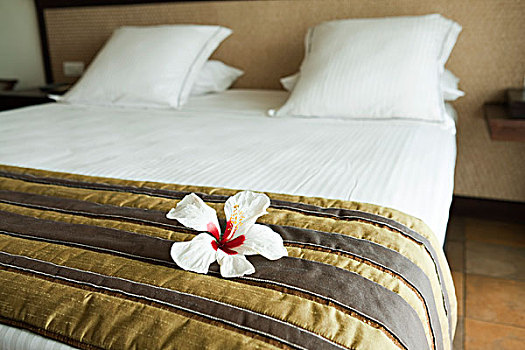 白色,木槿,头状花序,整洁,床,客房