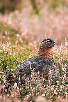红松鸡,自然生境,石南灌丛,凯恩戈姆国家公园,苏格兰高地,苏格兰,英国,欧洲