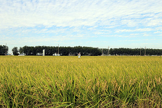 山东省日照市,万亩水稻喜获丰收,城里娃用画笔描绘乡村丰收美景