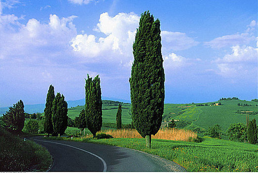 道路,树,靠近,托斯卡纳,意大利