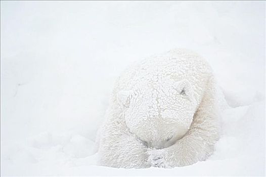 北极熊,捂脸,暴风雪,丘吉尔市,曼尼托巴,加拿大
