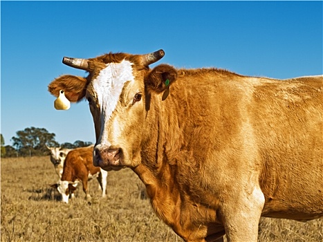 褐色,白色,菜牛,澳大利亚