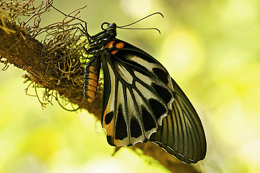 蝴蝶,新加坡