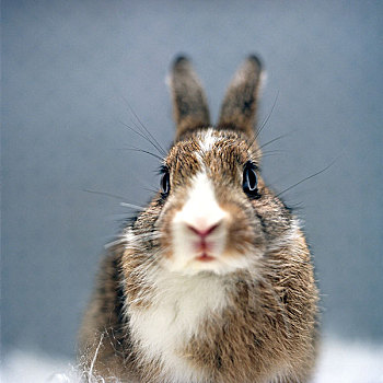 小,兔子