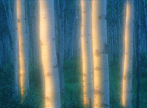 白杨,小树林,靠近,碧玉国家公园,艾伯塔省,加拿大