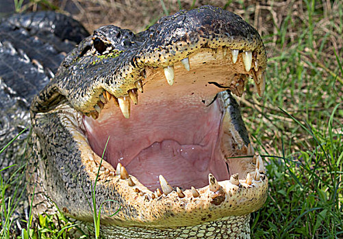 张嘴,牙齿,美国短吻鳄,布拉索斯湾州立公园,德克萨斯,美国