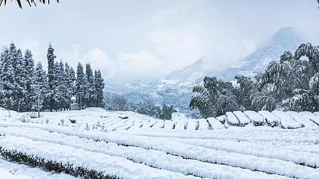 四川宜宾珙县鹿鸣茶山冬季雪景