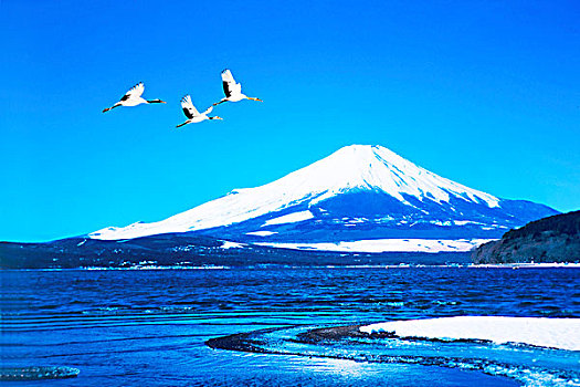 山,富士山,野鸟