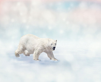 北极熊,走