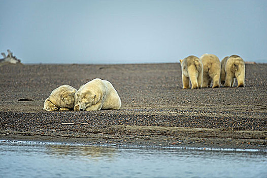 两个,北极熊,正面,左边,三个,后面,砾石,岛屿,冰岛,波弗特,海洋,阿拉斯加,美国