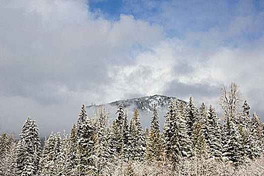 山,冷杉