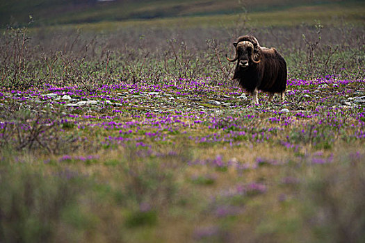 麝牛,北极国家野生动物保护区,阿拉斯加