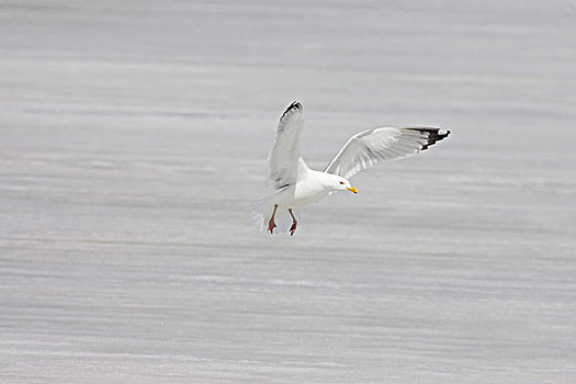 海鸥,降落,冰湖,加拿大