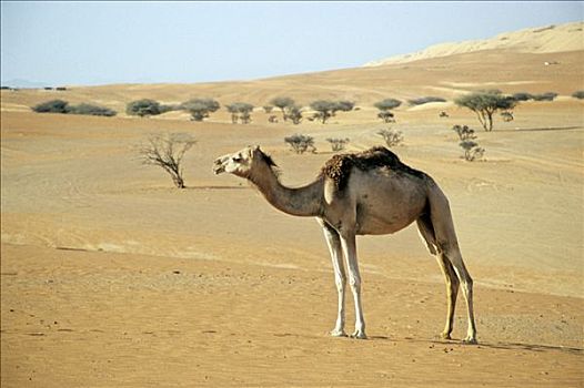 单峰骆驼,沙漠,正面,松树,瓦希伯沙漠,阿曼,阿拉伯半岛,中东