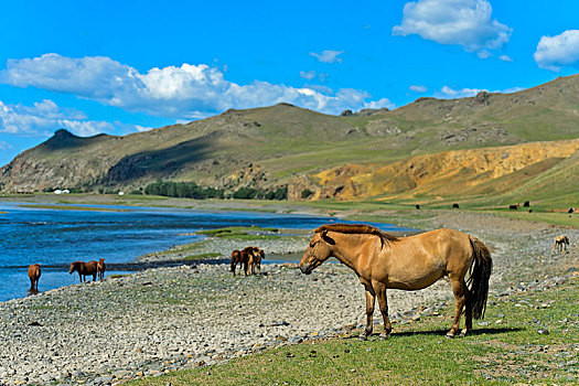 牧群,马,河,国家公园,蒙古,亚洲