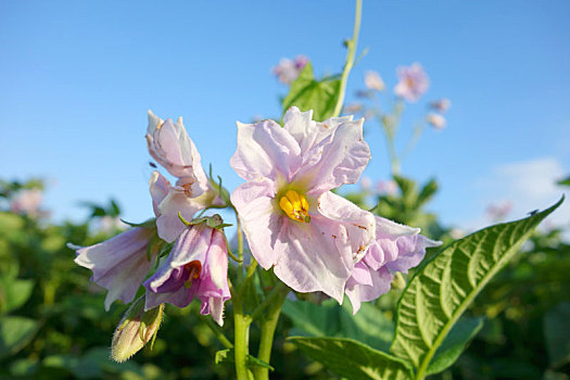 土豆田,开花