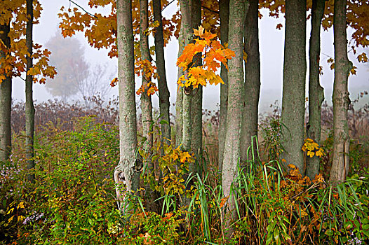 美国,佛蒙特州,秋天,枫树,雾状,早晨