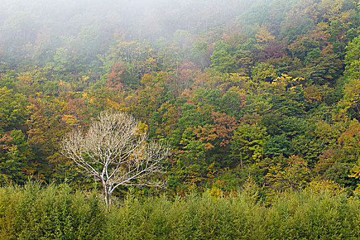 山坡,植被,自然,风光,本溪,湖里村,秋季,红叶,色彩,艳丽,云雾