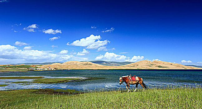青海湖畔的马