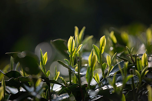 杭州西湖龙井春茶芽逆光