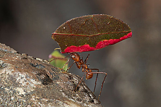 切叶蚁,中美洲