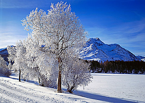 白霜,靠近,恩加丁,山谷,瑞士,欧洲