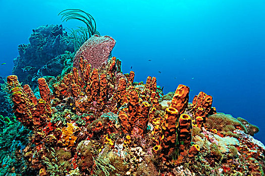 珊瑚礁,黄色,海绵,小,多巴哥岛,斯佩塞德,特立尼达和多巴哥,小安的列斯群岛,加勒比海