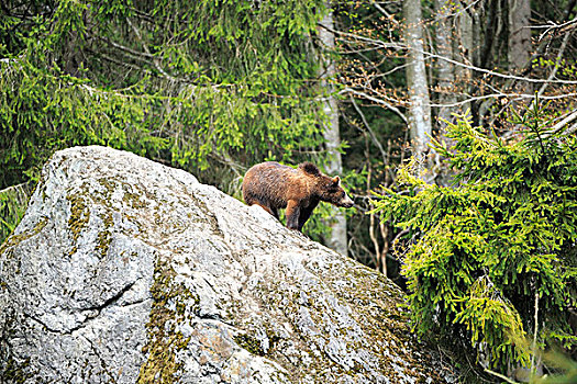 欧亚,棕色的熊,熊棕熊棕熊,站,大石头,巴伐利亚森林,德国