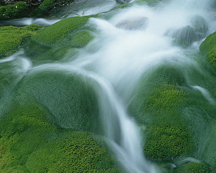 苔藓,水,流动