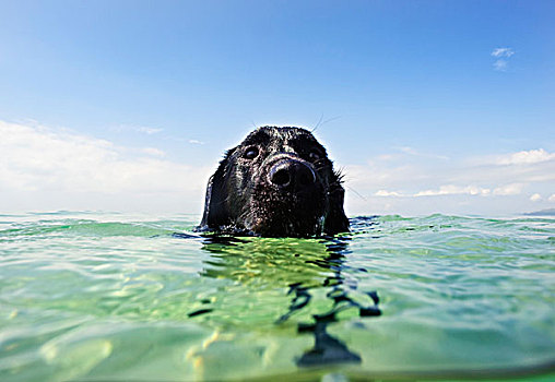 狗,游泳,水