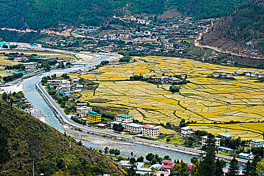 风景,黄色,稻田,不丹,地区,亚洲