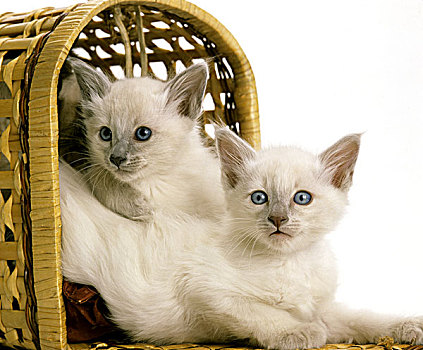 巴厘岛,家猫,小猫,站立,篮子
