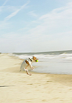 梗犬,跳跃,抓住,球,海滩