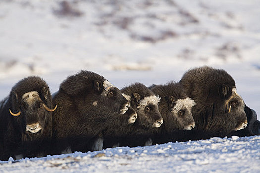 麝香牛,防御,排列,冬天,半岛,靠近,北极,阿拉斯加