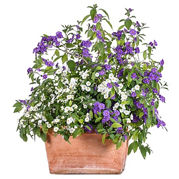 花盆,白色,紫色,茄属植物