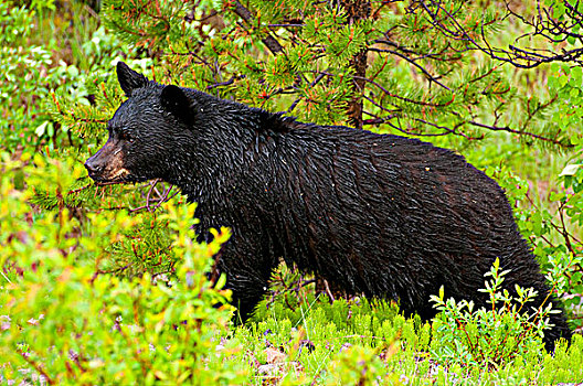 美洲黑熊,树林,碧玉国家公园,艾伯塔省,加拿大