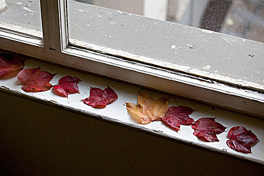特写,秋天,叶子,窗户,窗台
