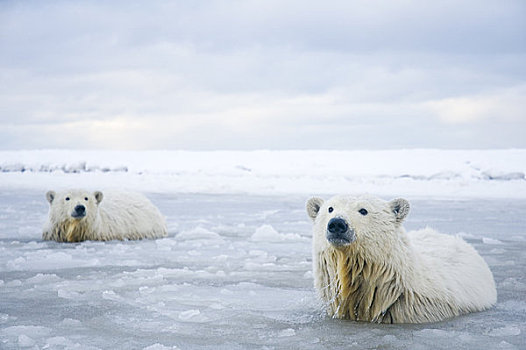 北极熊,一对,幼兽,游泳,泻湖,冰冻,向上,区域,北极圈,国家野生动植物保护区,阿拉斯加