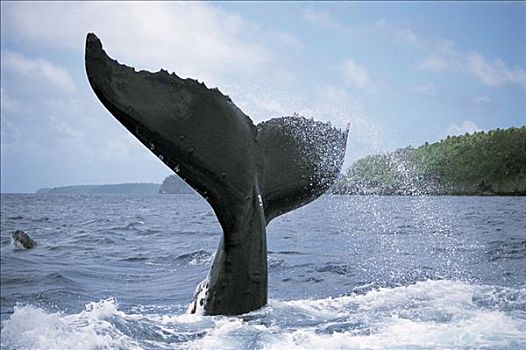 驼背鲸,大翅鲸属,鲸鱼,尾部,汤加