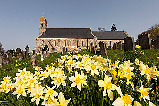 黄色,水仙花,墓地,旁侧,教堂,诺森伯兰郡,英格兰