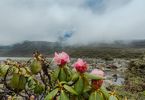 高山杜鹃