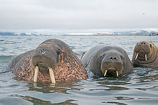 格陵兰,海洋,挪威,斯瓦尔巴群岛,斯匹次卑尔根岛,海象,好奇,雄性动物,雄性,水中