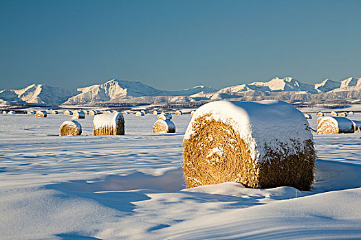 积雪,干草包,艾伯塔省,加拿大
