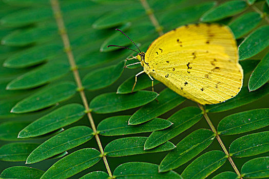 黄色的蝴蝶