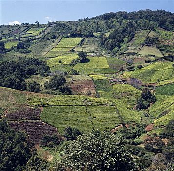肯尼亚,非洲,生长,茶,区域,高,降雨,富饶,斜坡,山峦